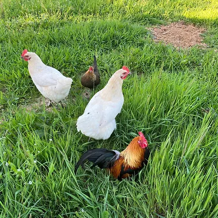 Tentes Bohemes Dans Un Ecolieu Avec Piscine Hors-sol Luxussátor Peault