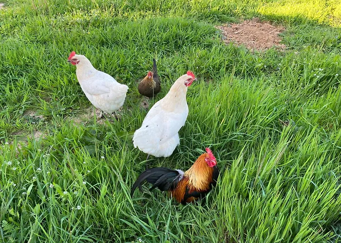 Tentes Bohemes Dans Un Ecolieu Avec Piscine Hors-sol Роскошный шатер Peault